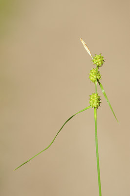 BUITEN BEELD Foto: 138256