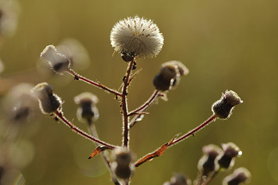 BUITEN BEELD Foto: 138263