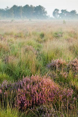 BUITEN BEELD Foto: 138294
