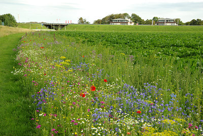 BUITEN BEELD Foto: 138297