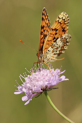 BUITEN BEELD Foto: 138328