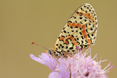 BUITEN BEELD Foto: 138329