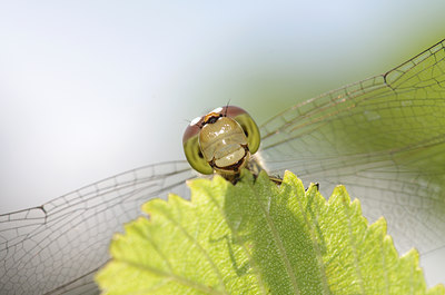 BUITEN BEELD Foto: 138339