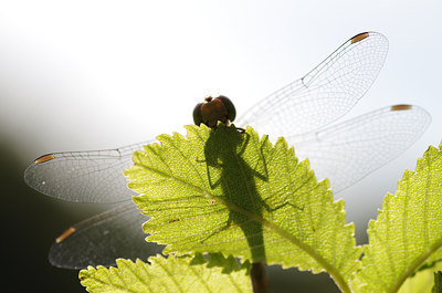 BUITEN BEELD Foto: 138341