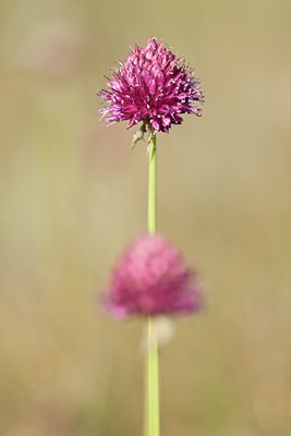 BUITEN BEELD Foto: 138343