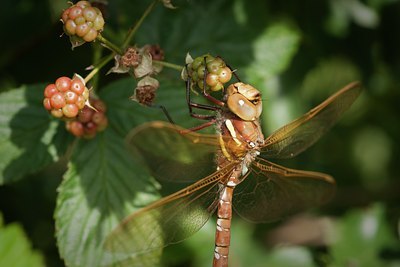BUITEN BEELD Foto: 138350