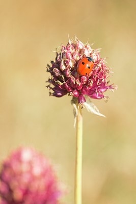 BUITEN BEELD Foto: 138367