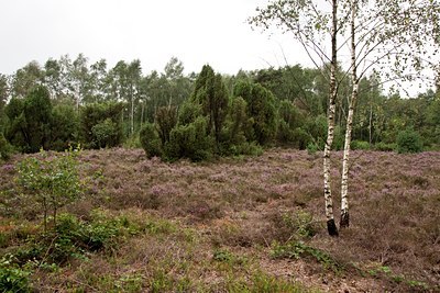 BUITEN BEELD Foto: 138372