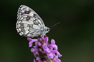 BUITEN BEELD Foto: 138374