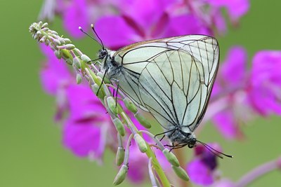 BUITEN BEELD Foto: 138375