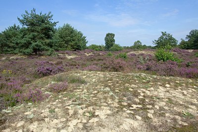 BUITEN BEELD Foto: 138381