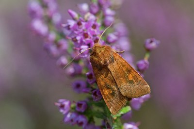 BUITEN BEELD Foto: 138385