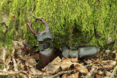 BUITEN BEELD Foto: 138411