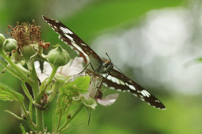 BUITEN BEELD Foto: 138416