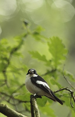 BUITEN BEELD Foto: 138418