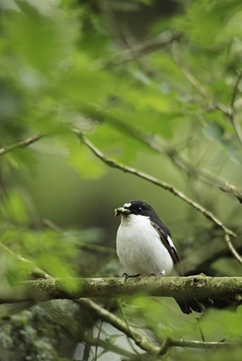 BUITEN BEELD Foto: 138419