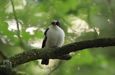 BUITEN BEELD Foto: 138420
