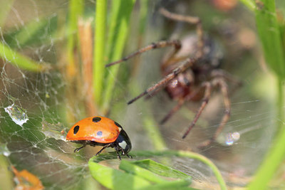 BUITEN BEELD Foto: 138433