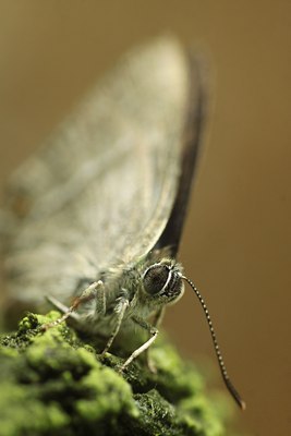 BUITEN BEELD Foto: 138439