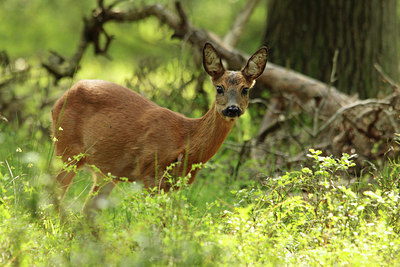 BUITEN BEELD Foto: 138445