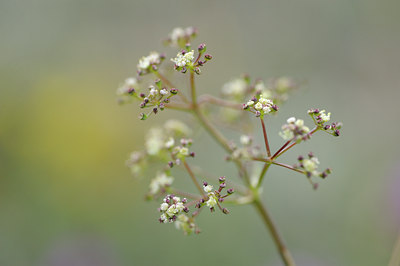 BUITEN BEELD Foto: 138452