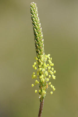 BUITEN BEELD Foto: 138453