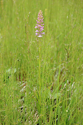 BUITEN BEELD Foto: 138465