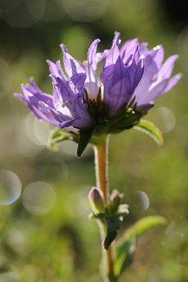 BUITEN BEELD Foto: 138490