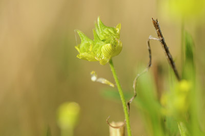 BUITEN BEELD Foto: 138497