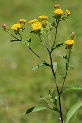 BUITEN BEELD Foto: 138516