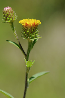 BUITEN BEELD Foto: 138517
