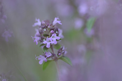 BUITEN BEELD Foto: 138526