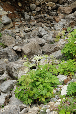 BUITEN BEELD Foto: 138533