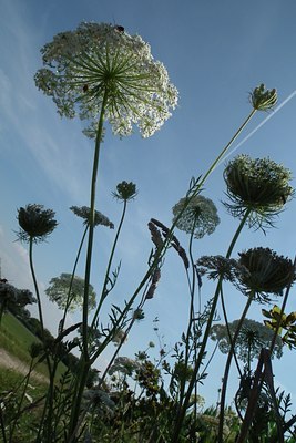 BUITEN BEELD Foto: 138537