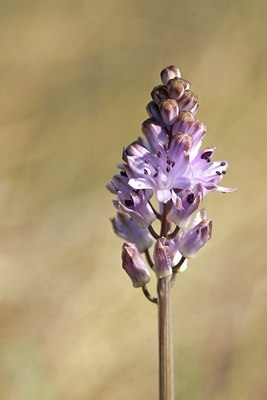 BUITEN BEELD Foto: 138548