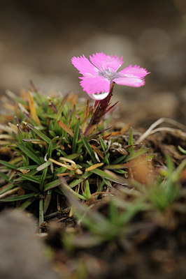 BUITEN BEELD Foto: 138551