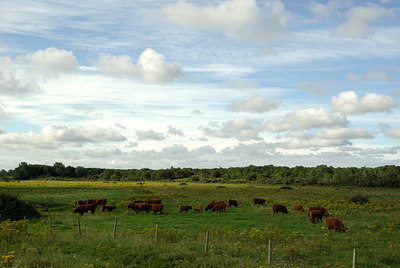 BUITEN BEELD Foto: 138558