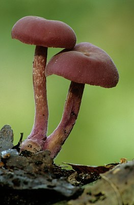 BUITEN BEELD Foto: 138626