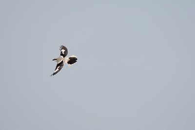 BUITEN BEELD Foto: 138639