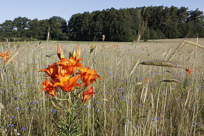 BUITEN BEELD Foto: 138643