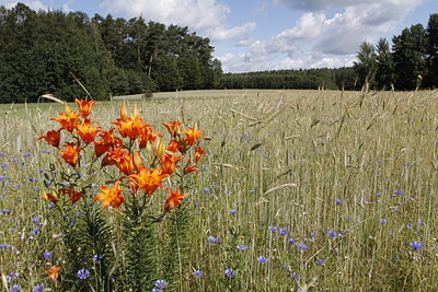 BUITEN BEELD Foto: 138654