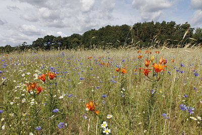 BUITEN BEELD Foto: 138660