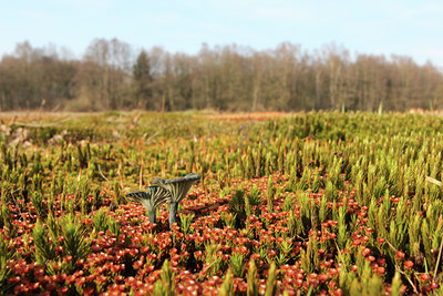 BUITEN BEELD Foto: 138668