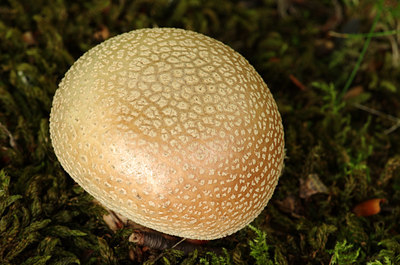 BUITEN BEELD Foto: 138672