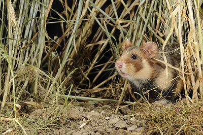 BUITEN BEELD Foto: 138695
