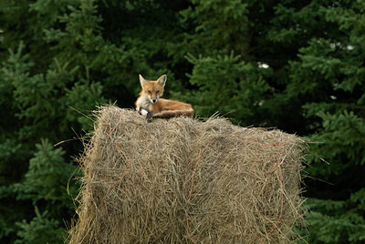 BUITEN BEELD Foto: 138738