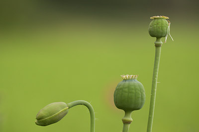 BUITEN BEELD Foto: 138740
