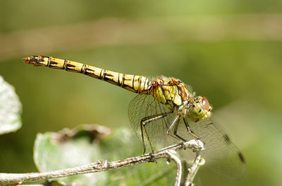 BUITEN BEELD Foto: 138752