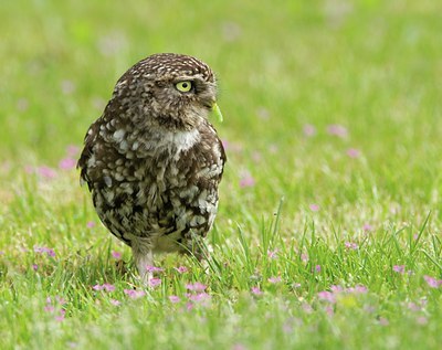 BUITEN BEELD Foto: 138844