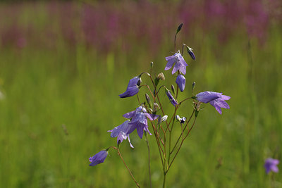 BUITEN BEELD Foto: 138850